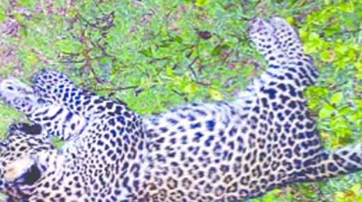 Leopard 